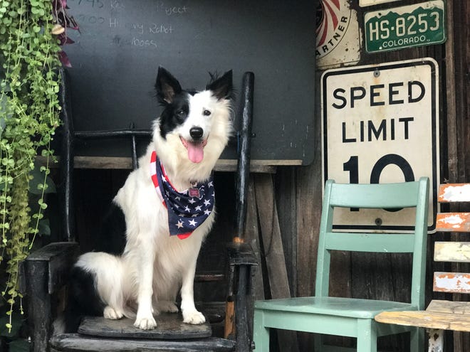 Lady Stone, the canine ambassador for Rabbit Hash, Kentucky