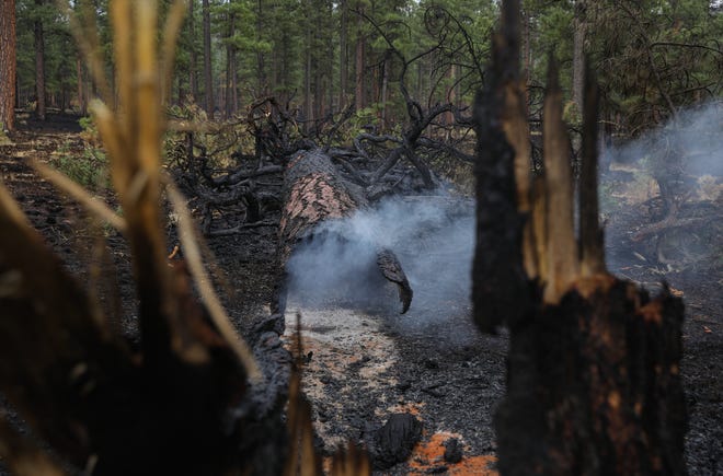 Smoke swirls around the stump of a downed tree within the burn scar of the 2021 Horton Complex Fire.