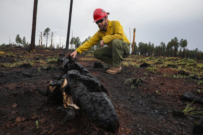 Justin Gabler, the fire management officer for the Alpine Ranger District, examines the remains of a downed tree within the burn scar of the 2021 Horton Complex Fire, which sparked within the scar of the 2011 Wallow Fire.