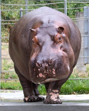 Tucker the hippo is the Cincinnati Zoo and Botanical Garden's newest arrival, coming from San Francisco.