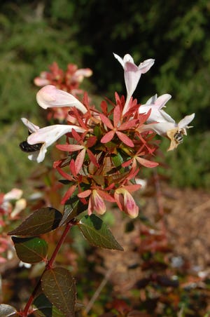 Flowers of glossy abelia show up off and on through the spring and summer season and attract a wide array of pollinators.