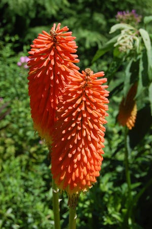 Red hot pokers are native to Africa but can survive through winter in Kentucky gardens. They come in yellow, orange, red and multi-colored varieties.