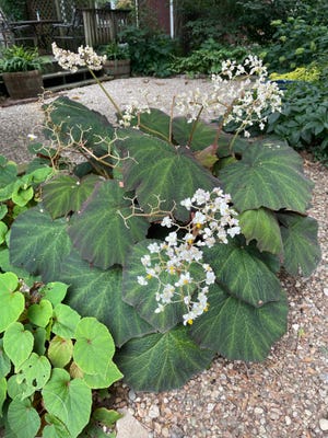 The dark, leathery foliage of 'Art Hodes' begonia provides the perfect contrast for the clear white flowers.