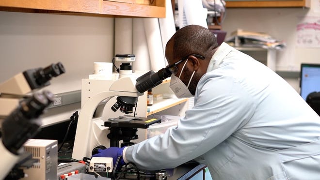Joseph Larkin III, a senior author of the study and an associate professor in the UF/IFAS department of microbiology and cell science, peers into a microscope. (Image courtesy of University of Florida/IFAS)