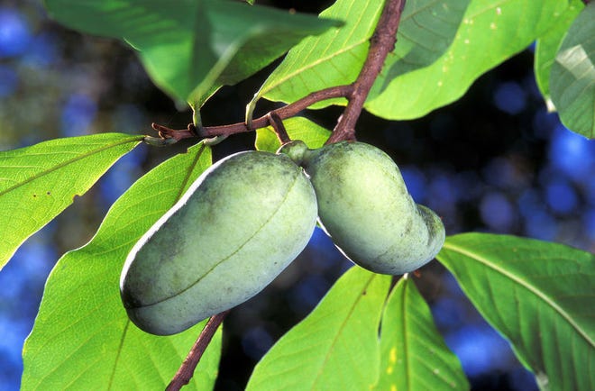 Pawpaw, the other native fruit